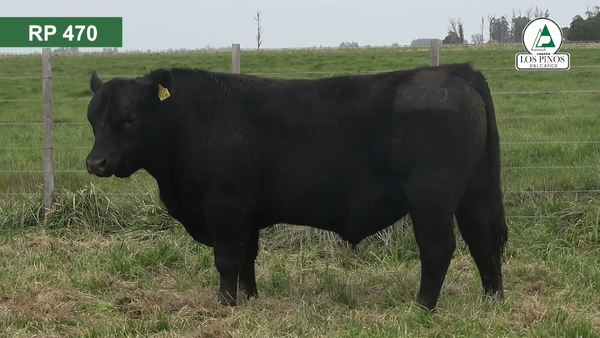 Lote 3 Toros ANGUS en Balcarce