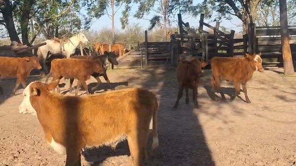 Lote 100 Terneros/as