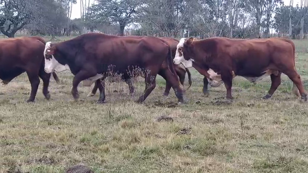 Lote 4 Toros en Corrientes, Curuzú-Cuatiá