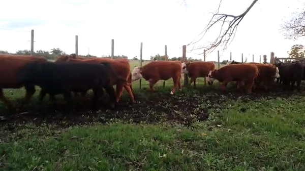 Lote 24 Terneros/as en Brandsen, Buenos Aires