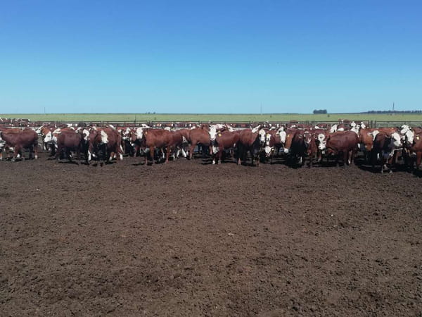 Lote 160 Vaquillonas en Entre Ríos, Concordia