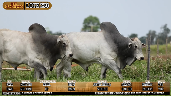 Lote LOTE 236 - VIVO
