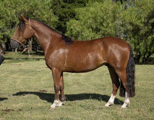 Lote TRIGO DEL PORRÚA