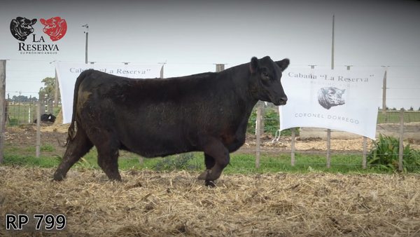 Lote Vaquillonas preñadas