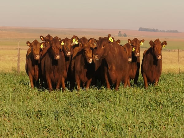 Lote VACAS A. ANGUS COLORADAS P. CONTROLADAS C/ GTIA DE PREÑEZ