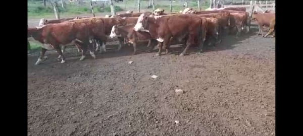 Lote 40 Terneros en Villaguay, Entre Ríos