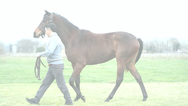 Lote CAPELA MAR (MARIGNAC -  CATEDRATICA CAPEL)