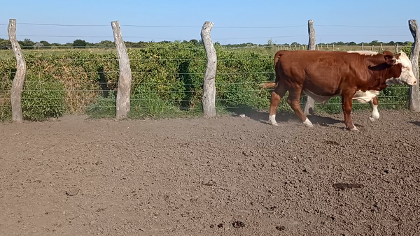 Lote 7 Terneros en Corrientes, Curuzú-Cuatiá