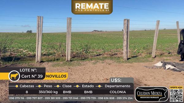 Lote 8 Novillos en La Horqueta, Colonia