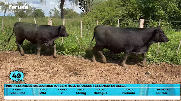 Lote LOTE 49