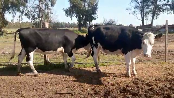 Lote 2 Vaquillonas 1 a 2 años ANGUS 450kg - , San José