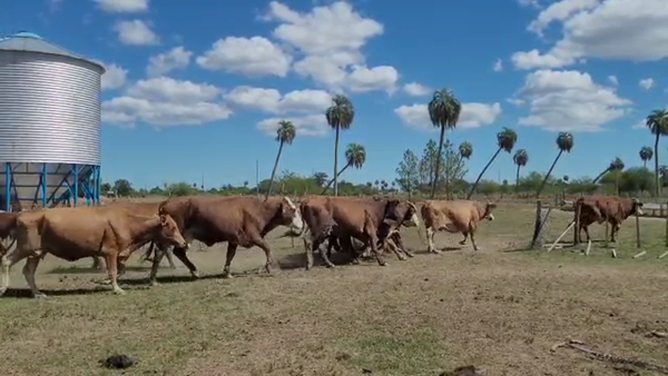 Lote 29 Vacas de invernar en Goya, Corrientes
