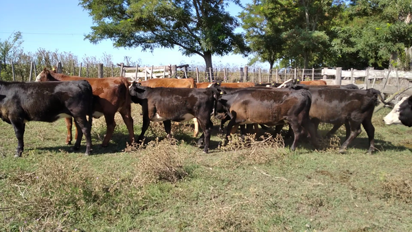 Lote 14 Vaquillonas en Rauch, Buenos Aires