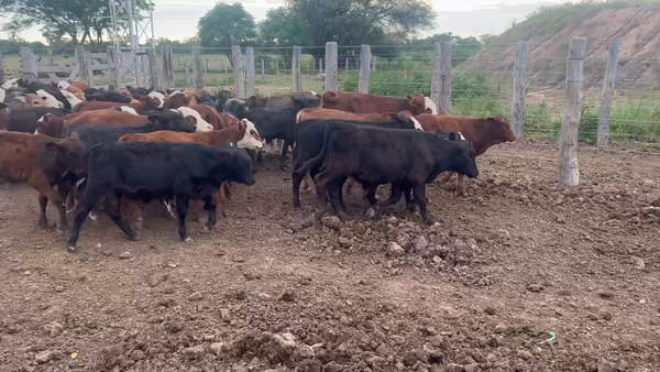Lote 80 Terneros/as en Sáenz Peña, Chaco