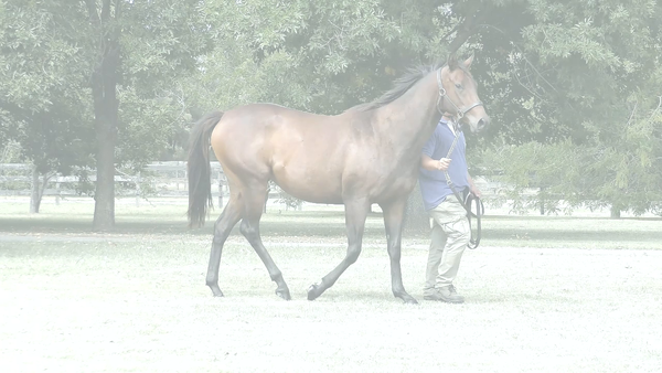 Lote TINA’S RIDE (RERIDE -  MUY PULPOSA)