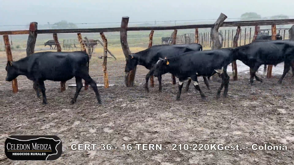 Lote 16 Terneros en Colonia