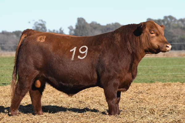 Lote TORO ANGUS PC