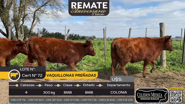Lote 4 Vaquillonas preñadas a 16 km de  Ombúes Lavalle, Colonia