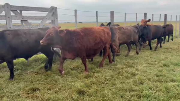Lote 39 Terneras