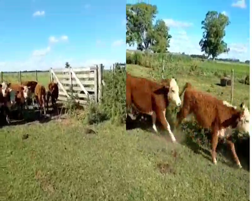 Lote 20 Terneros/as en Lobos, Buenos Aires