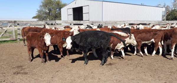 Lote SAENZ VALIENTE, BULLRICH Y Cia. S.A.