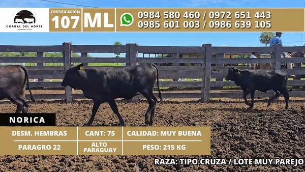 Lote 75 Desmamantes hembras 215kg -  en Carmelo Peralta los de Norica  Puerto Sastre los de Ygua Pora