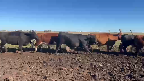 Lote VACAS DE INVERNADA