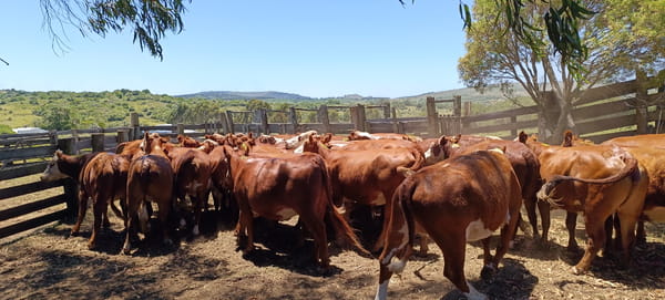  Vaquillonas mas de 2