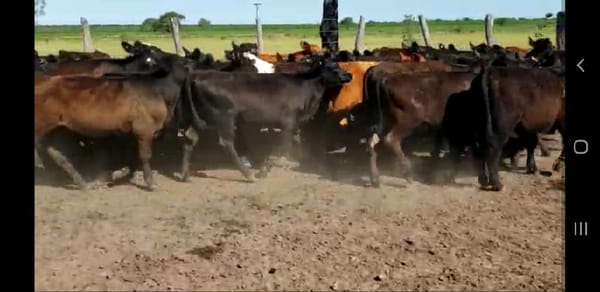 Lote 50 Terneros/as en Villaguay, Entre Ríos