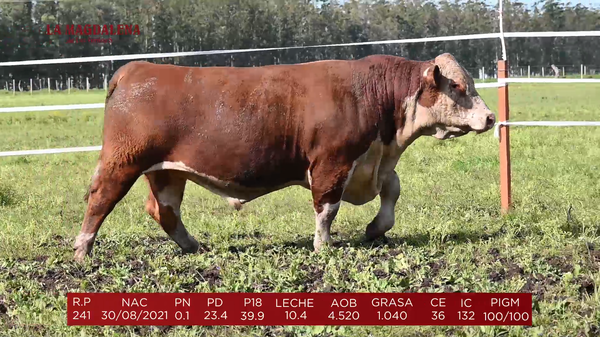 Lote Brete 7 - Polled Hereford