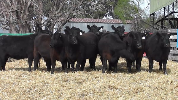Lote VAQUILLONAS PURAS CONTROLADAS CON GARANTÍA DE PREÑEZ