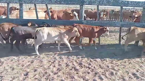 Lote 90 Terneros/as