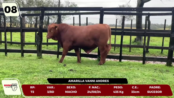 Lote LOTE 8 - JUNIOR