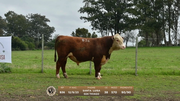 Lote Lote 2 Hereford - Santa Luisa