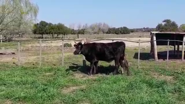 Lote (Vendido)2 Vaquillonas/Vacas Gordas 465kg -  en COSTAS DELCUFRE