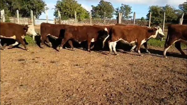 Lote 45 Novillos