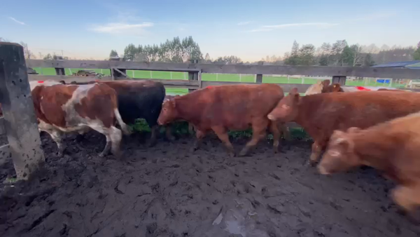 Lote 45 Novillo Engorda en Los Lagos, XIV Región Los Ríos