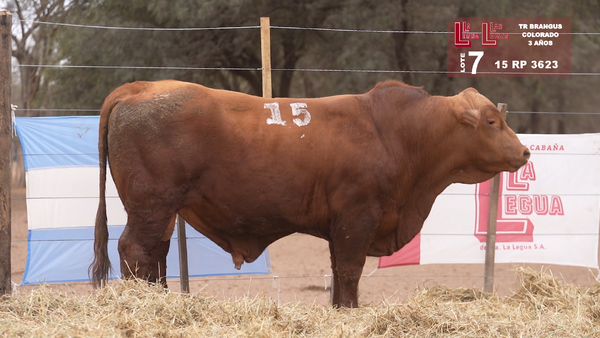 Lote BRANGUS COLORADO 3 AÑOS