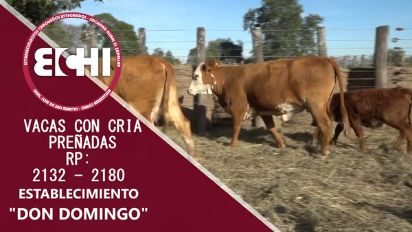 Lote VACAS PREÑADAS BRAFORD CABAÑA DON DOMINGO