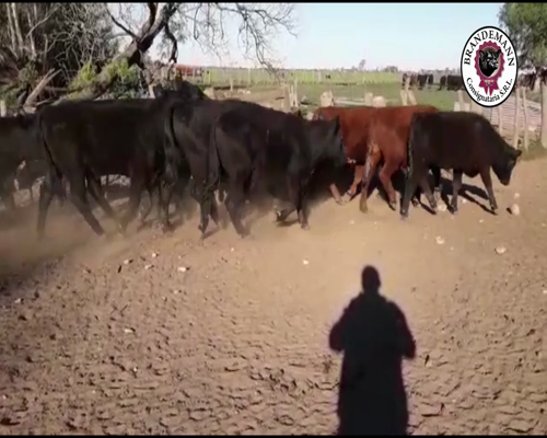 Lote 36 Novillitos de 287 Kg