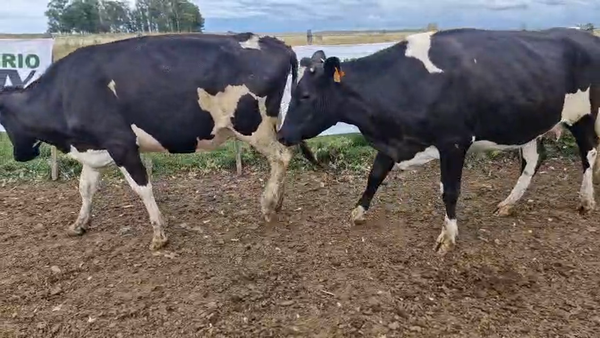 Lote 3 Vaquillonas  450kg - , San José