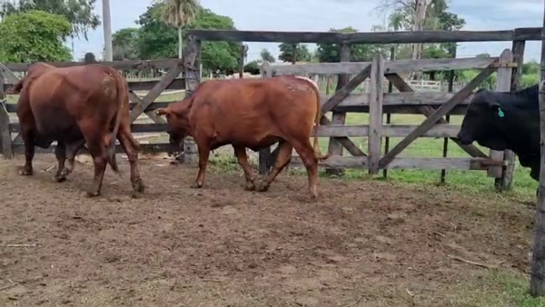 Lote Lote 5 Toros y 1 Novillo