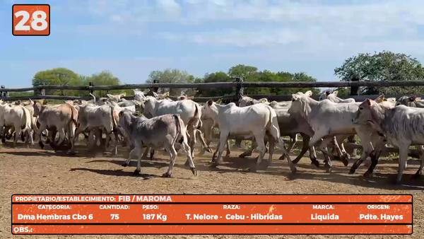 Lote LOTE 28