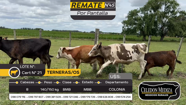 Lote 8 Terneros y Terneras en Tarariras, Colonia