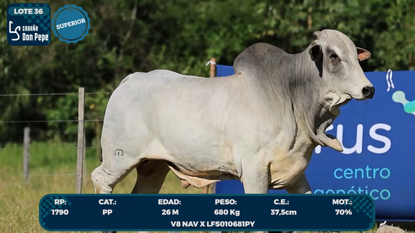 Lote LOTE 36