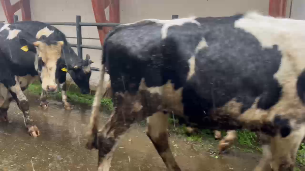 Lote 45 Novillo Engorda en Futrono, XIV Región Los Ríos