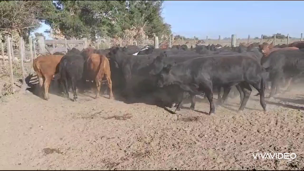 Lote 64 Vaquillonas en Brandsen, Buenos Aires