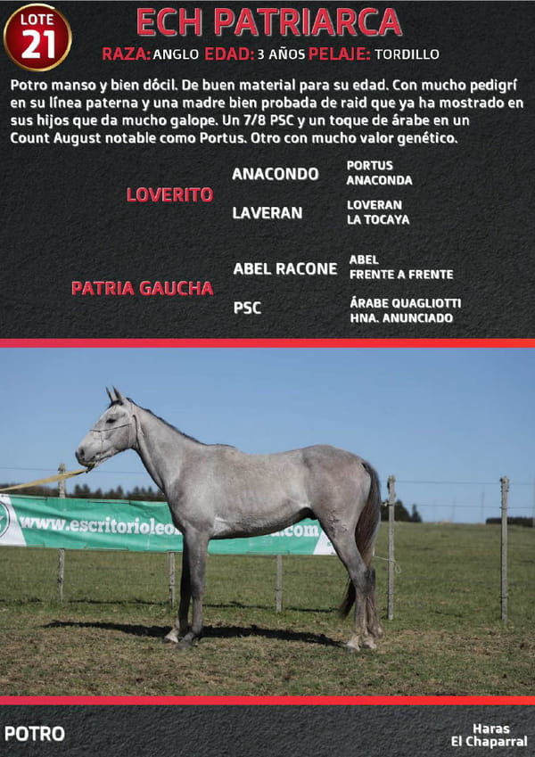 Lote ECH PATRIARCA