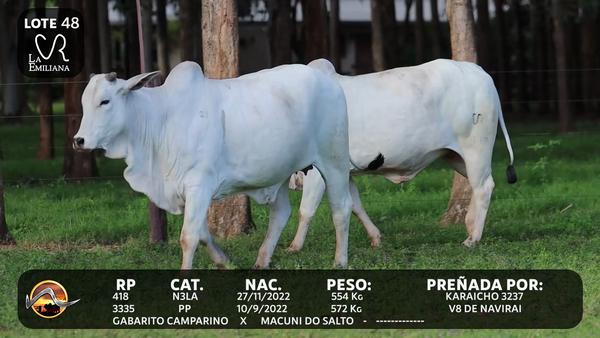 Lote LOTE 48