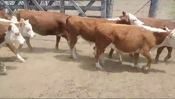 Lote 56 Terneros/as en Corrientes, Curuzú-Cuatiá
